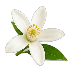 Neroli