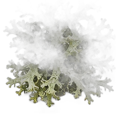 Oakmoss