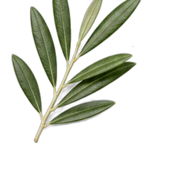 Olive leaf