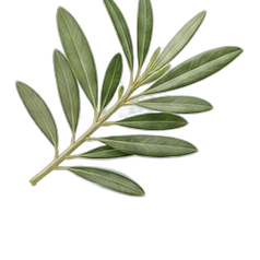 Olive tree