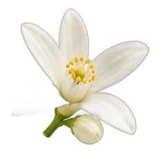 Orange blossom