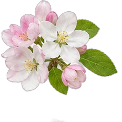 Apple blossom