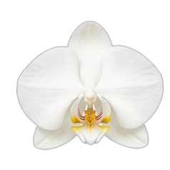 Orchid