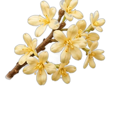 Osmanthus