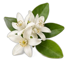 Grapefruit blossom
