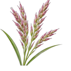 Palmarosa