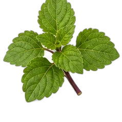 Patchouli