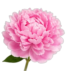 Peony