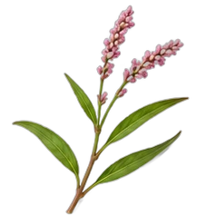 Polygonum