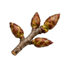 Poplar bud