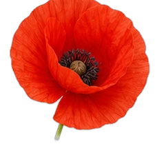 Blue poppy