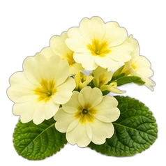 Primrose