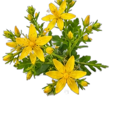 Saint John's wort