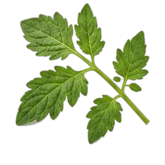 Tomato leaf