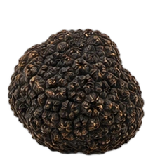 Truffle