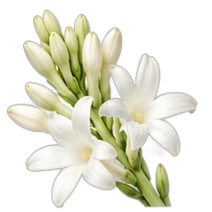 Tuberose