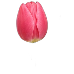 Tulip