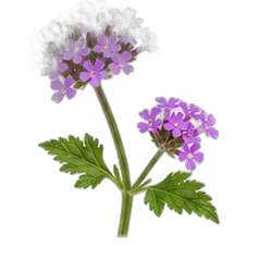 Verbena absolute