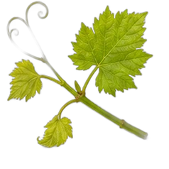 Vine