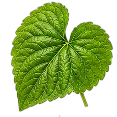 Violet leaf