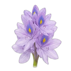 Water hyacinth
