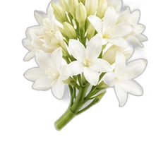 White flowers absolute