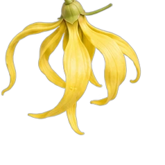 Ylang-ylang